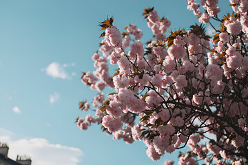 Spring blossoms blooming in cherry trees urban park floral photography bright sky aesthetic viewpoint
