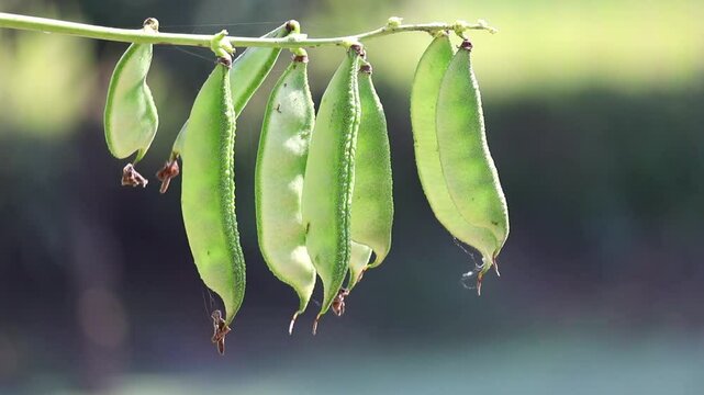 Close-up of fresh green beans hanging on a plant, ready for harvest, with a blurred nature background.