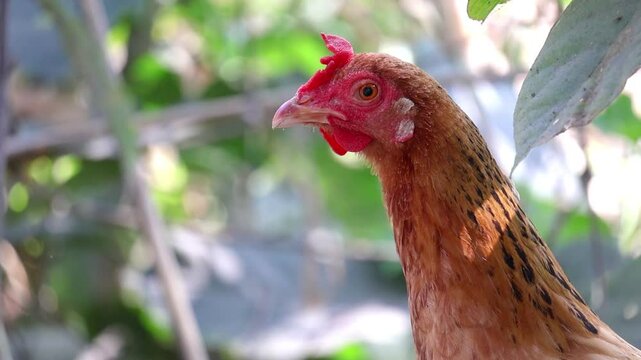 Close-up of a country chicken hen's head, looking curiously at the camera, while freely roaming and foraging in a village backyard, with a nature-blurred background.