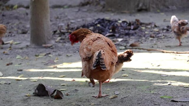 A country chicken hen and her chicks roamed freely around the village yard.