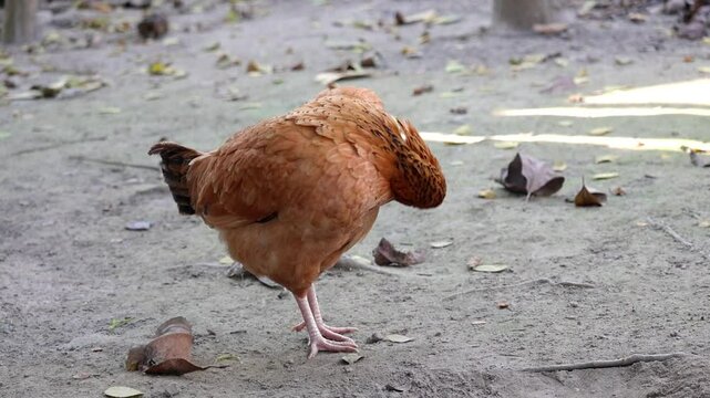 A country chicken hen, freely roaming the village backyard, stood scratching at its body feathers.