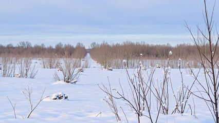 Serene Winter Landscape Snow-Covered Field with Bare Trees and Distant Woodland