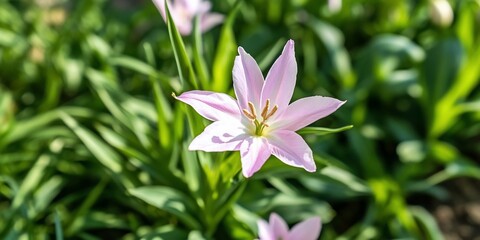 Pink tulip blooms in garden, sunny day
