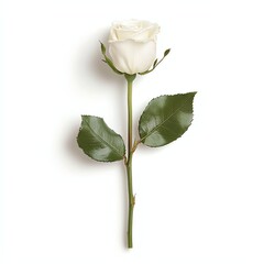 Fototapeta premium Single elegant white rose with green leaves on a white isolated background, symbolizing purity and love.