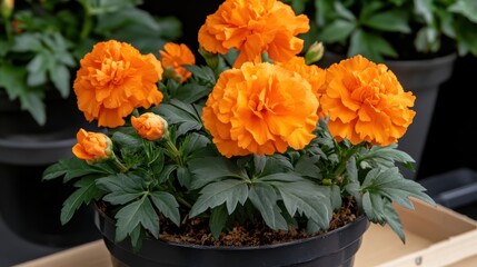 Fototapeta premium A vibrant marigold flower in full bloom with rich orange petals