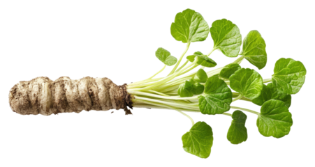 Harvesting fresh wasabi root farm food outdoor isolated on transparent background