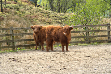 Hairy Coos Scottish Cattle