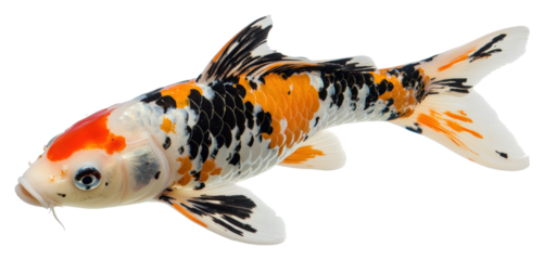 Koi fish swimming gracefully in a tranquil pond setting isolated on transparent background