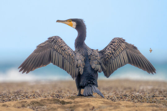A wild great cormorant (Phalacrocorax carbo) with wings outstretched perched on a rocky outcrop with crashing waves and blue sky in background