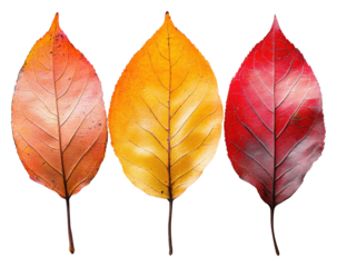 Autumn leaf colors display nature outdoor vibrant concept isolated on transparent background