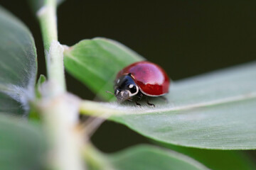 Ladybug on a leaf