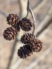 alder branch in spring