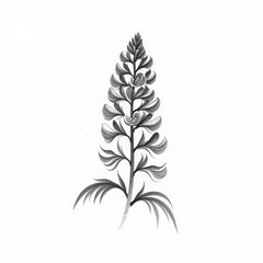 Isolated intricate black and white lupine flower drawing on a pristine white background. A black and white drawing of a flower.