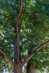 空を覆う緑のかやの木、日本の巨樹。