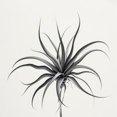 Isolated White Background Detail of Stunning Tillandsia Xerographica Air Plant Drawing. A black and white drawing of an air plant.