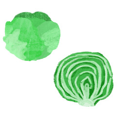 レタスの手描きのカラーイラストセット

