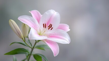 Fototapeta premium Pink lily flower bloom, garden background, nature beauty, floral design