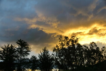 Eucalyptus trees in silhouette at sunset, in Cotacachi, Ecuador