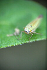 Leafhopper on a leaf in Cotacachi, Ecuador