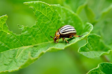 colorado potato beetle