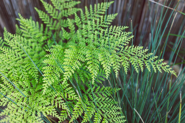 young green fern with new leaves, close-up