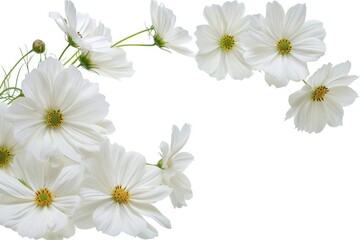 Fototapeta premium Elegant white cosmos flowers arrangement