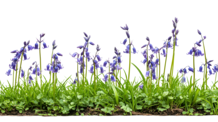 Bluebell flowers blooming in nature springtime garden scene isolated on transparent background