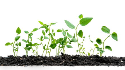 Growing green plants indoor garden nature bright isolated on transparent background