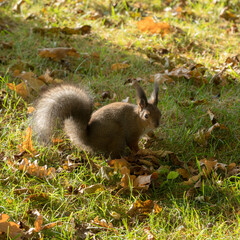 squirrel on fallen autumn leaves
