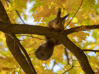 portrait of a curious squirrel in autumn