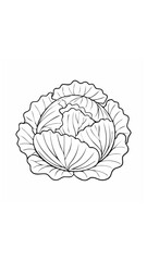 Obraz premium Cabbage Vegetable Vegan Food Meal Healthy Coloring Kid Book Page in Black and White. Monochrome and Colored Samples 