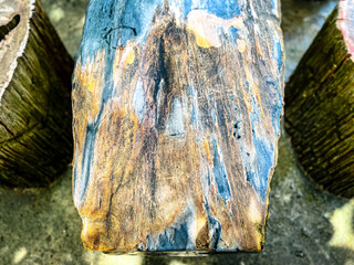selective focus on tree fossils that have become stone