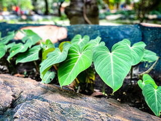 Philodendron gloriosum is a stunning species of tropical plant known for its large, velvety,...