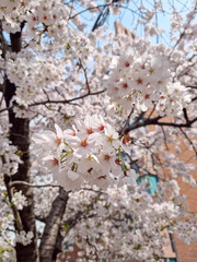 This is a close-up of cherry blossoms in full bloom.