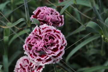 カラフルなカーネーション