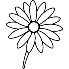 white daisy flower