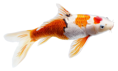 Swimming koi fish aquatic habitat animal underwater nature's beauty isolated on transparent background