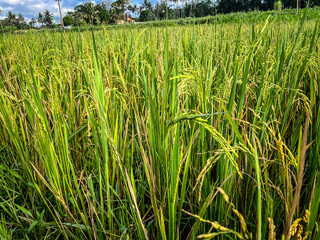 selective focus of rice in paddy fields