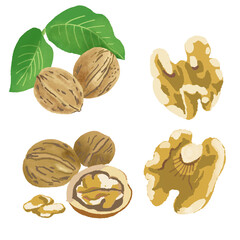 くるみと殻付きくるみのイラスト　walnuts illustration
