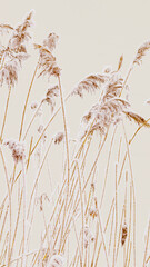 Closeup of frost-covered pampas grass as pastel beige background. Icy textures and natural elegance of frozen plants as serene and tranquil winter atmosphere. Snow covering of reeds on frozen lake
