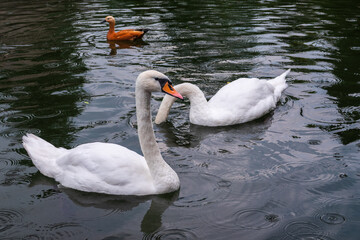 Obraz premium Two Graceful white Swans swimming in the lake, swans in the wild