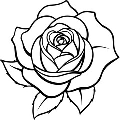 black rose isolated on white