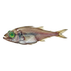 Fototapeta premium Spectacular Glowing-Eyed Deep-Sea Fish