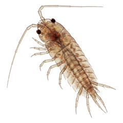 A Detailed View of a Translucent Aquatic Isopod.