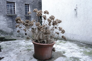 flowers in a pot