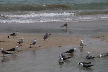 Fototapeta premium ウミネコ