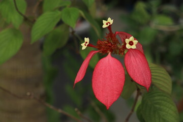 ヒゴロモコンロンカ