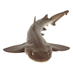 Oceanic Smooth Hound Shark Profile View