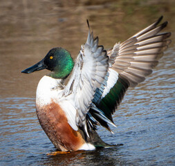 A northern shoveler duck spreads its wings while standing in the water. It has an iridescent green...