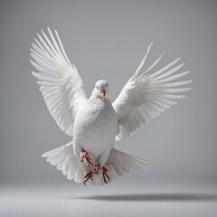 Obraz premium white dove flying